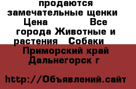 продаются замечательные щенки › Цена ­ 10 000 - Все города Животные и растения » Собаки   . Приморский край,Дальнегорск г.